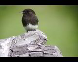 Filename=Anim_Black_Phoebe_--_Alex_Rinkert.jpg
Filesize=89KB
Dimensions=1280x1024
Date added=Jan 06, 2009 Anim_Black_Phoebe_--_Alex_Rinkert.jpg