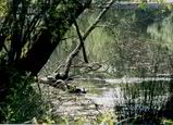 Filename=Quail_Hollow_Ranch_County_Park_Pond.jpg
Filesize=152KB
Dimensions=1121x809
Date added=Jan 06, 2009 Quail_Hollow_Ranch_County_Park_Pond.jpg