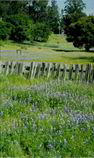 Filename=QHR_Lupine_at_Entrance.jpg
Filesize=98KB
Dimensions=541x912
Date added=Jan 06, 2009 QHR_Lupine_at_Entrance.jpg