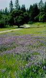 Filename=QHR_Lupine_at_entrance_+.jpg
Filesize=95KB
Dimensions=547x910
Date added=Jan 06, 2009 QHR_Lupine_at_entrance_+.jpg