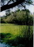 Filename=QHR_Pond_scene.jpg
Filesize=57KB
Dimensions=617x853
Date added=Jan 06, 2009 QHR_Pond_scene.jpg