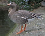 Filename=10.JPG
Filesize=418KB
Dimensions=1024x822
Date added=Feb 08, 2009 10.JPG