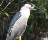 Filename=8.jpg
Filesize=296KB
Dimensions=1024x859
Date added=Feb 08, 2009 8.jpg