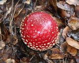 Filename=IMG_1899.jpg
Filesize=205KB
Dimensions=600x480
Date added=Feb 24, 2009 IMG_1899.jpg