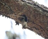 Filename=IMG_4778.jpg
Filesize=151KB
Dimensions=592x480
Date added=Apr 15, 2009 IMG_4778.jpg